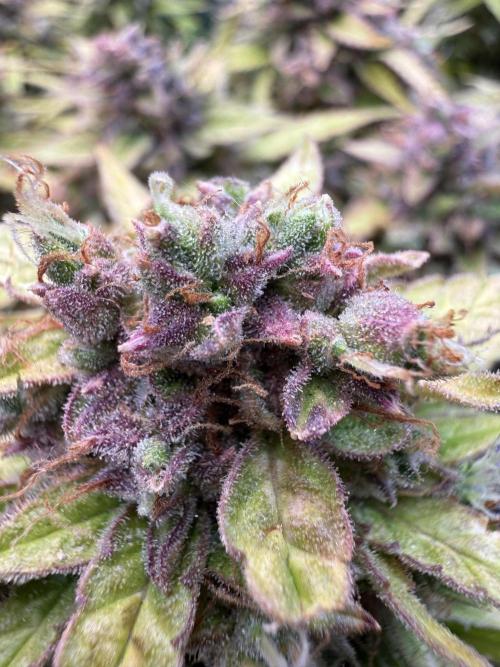 Watemelon Spirit Seeds auto. Week 13