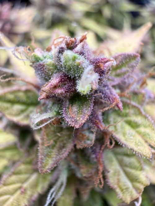 Watemelon Spirit Seeds auto. Week 13