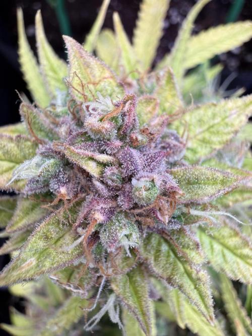 Watemelon Spirit Seeds auto. Week 13