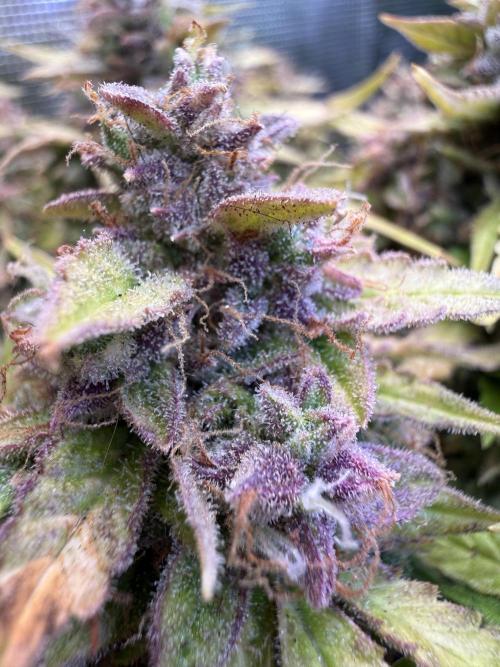 Watemelon Spirit Seeds auto. Week 13