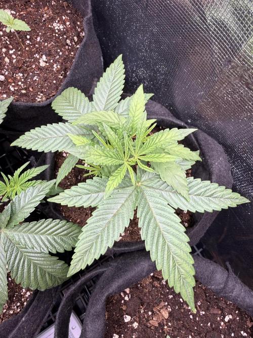 White Russian Runtz). Week 4