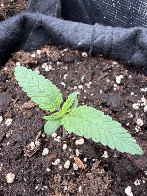 Northern lights auto Spirit Seeds. Week 1