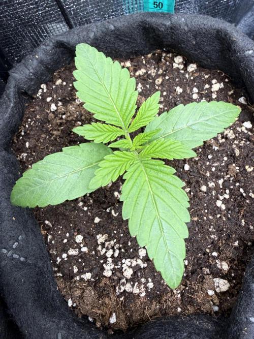 all eyes on weed. Week 2