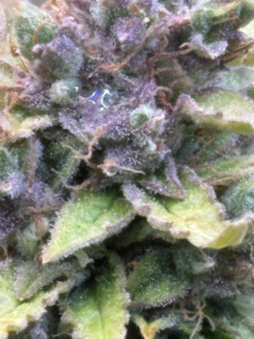 Hasse Grow Box. Week 1