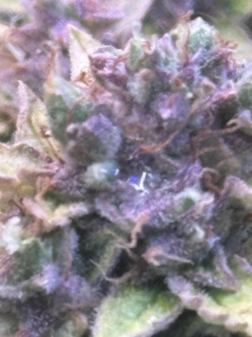 Hasse Grow Box. Week 1