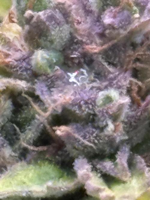 Hasse Grow Box. Week 1