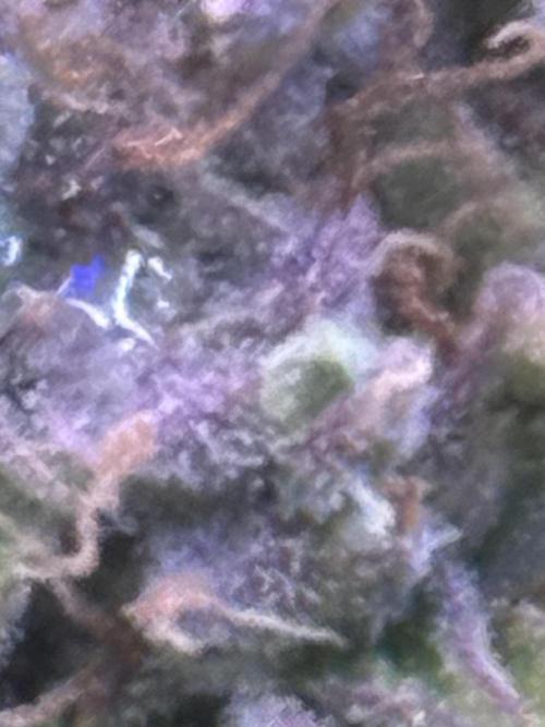 Hasse Grow Box. Week 1