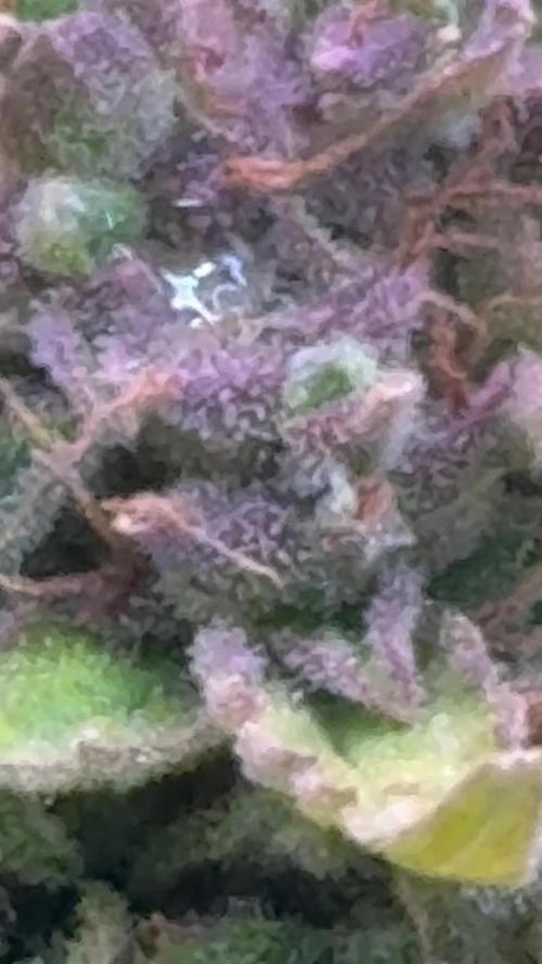 Hasse Grow Box