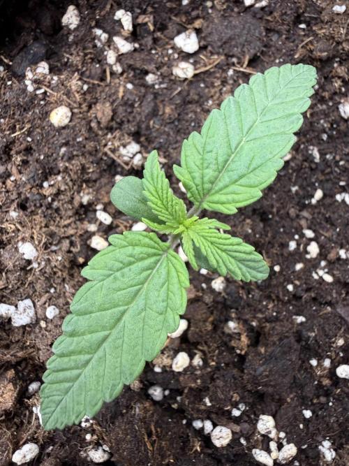 Northern lights auto Spirit Seeds. Week 1