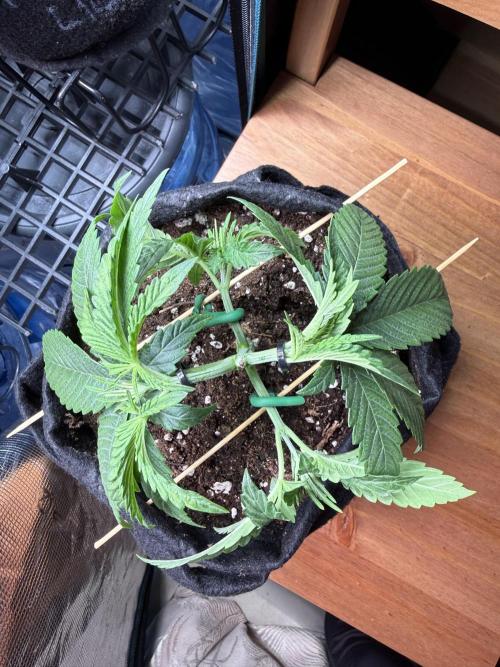 White Russian Runtz). Week 4