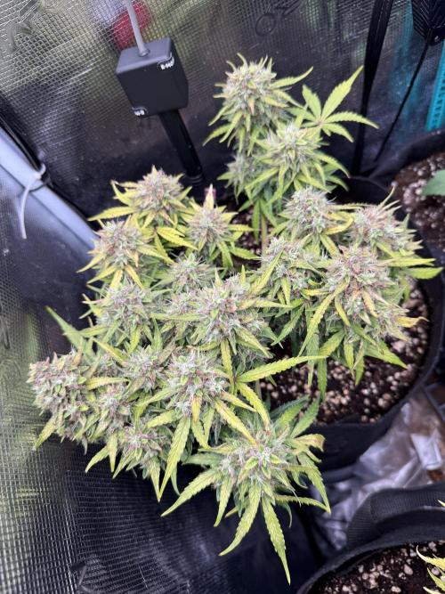 La semilla de mi hijo.My sons choice. Week 10