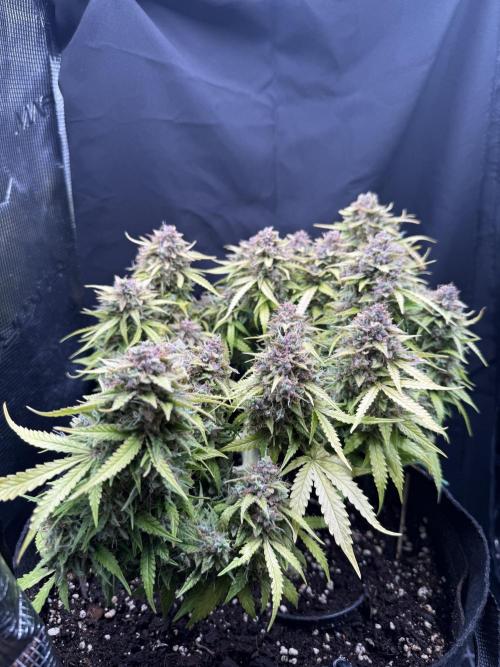 Watemelon Spirit Seeds auto. Week 13