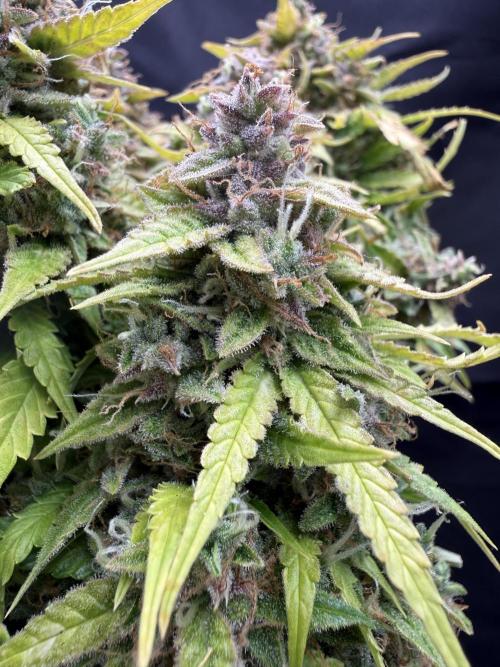 Watemelon Spirit Seeds auto. Week 13