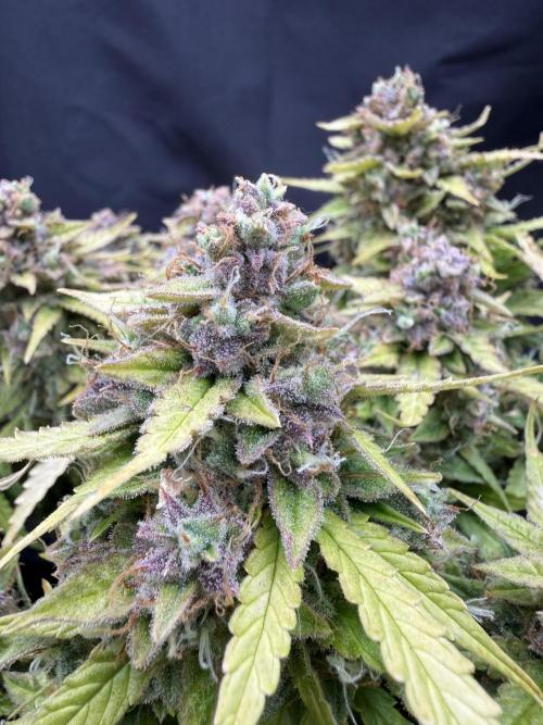 Watemelon Spirit Seeds auto. Week 13