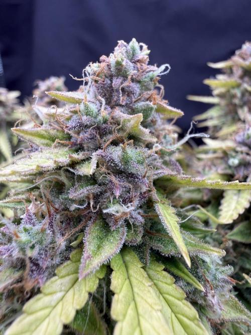 Watemelon Spirit Seeds auto. Week 13