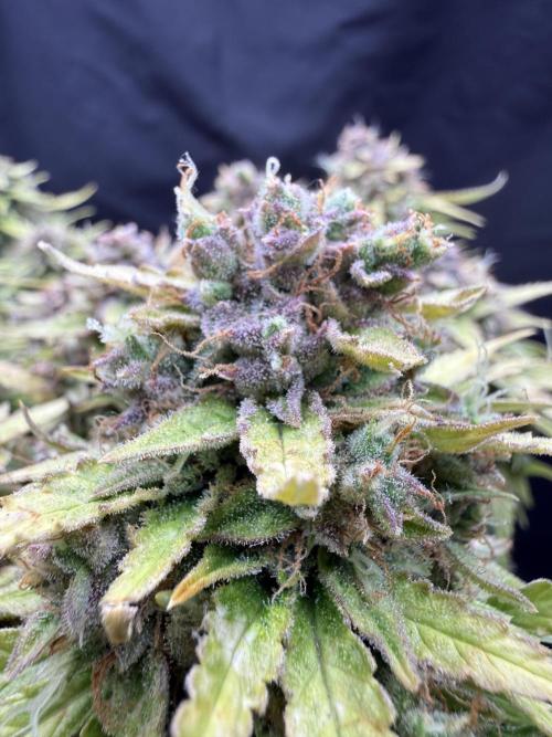 Watemelon Spirit Seeds auto. Week 13
