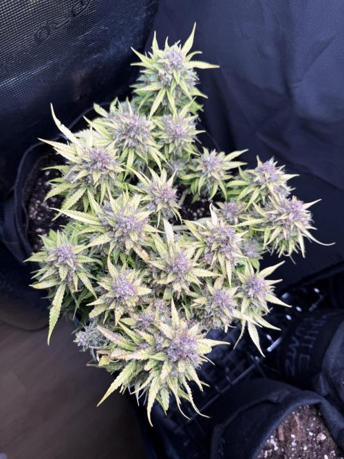 Watemelon Spirit Seeds auto. Week 13