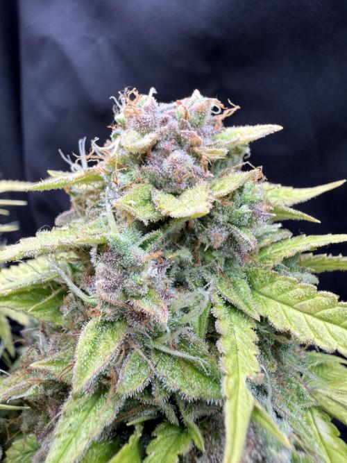 Watemelon Spirit Seeds auto. Week 13