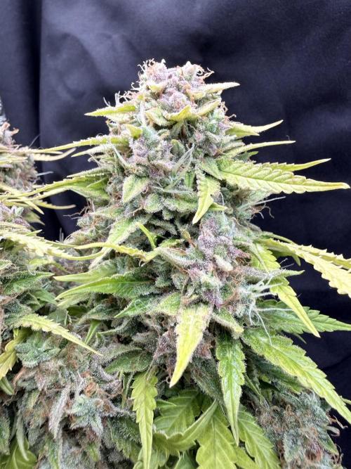 Watemelon Spirit Seeds auto. Week 13