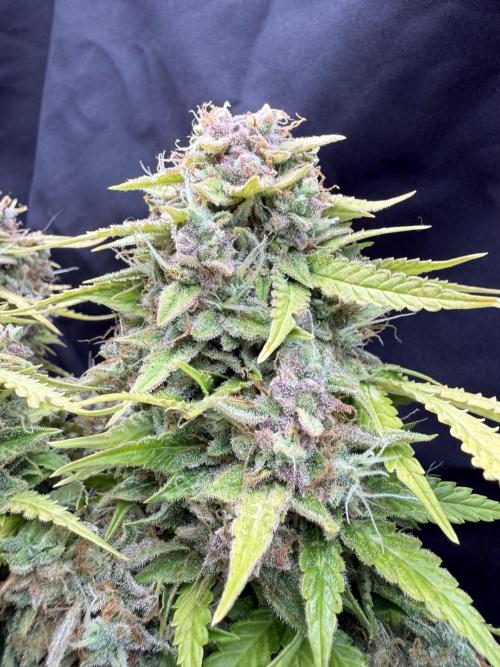 Watemelon Spirit Seeds auto. Week 13