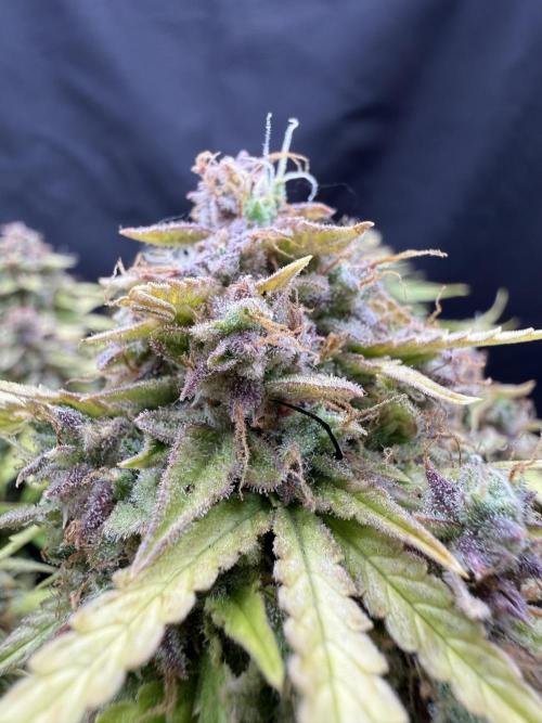 Watemelon Spirit Seeds auto. Week 13