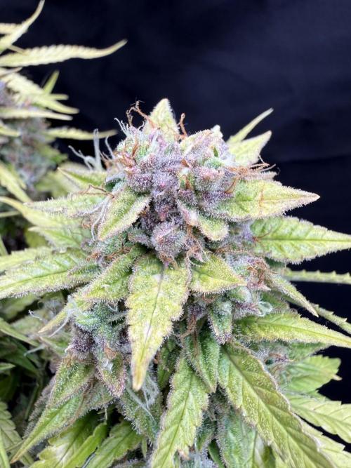 Watemelon Spirit Seeds auto. Week 13