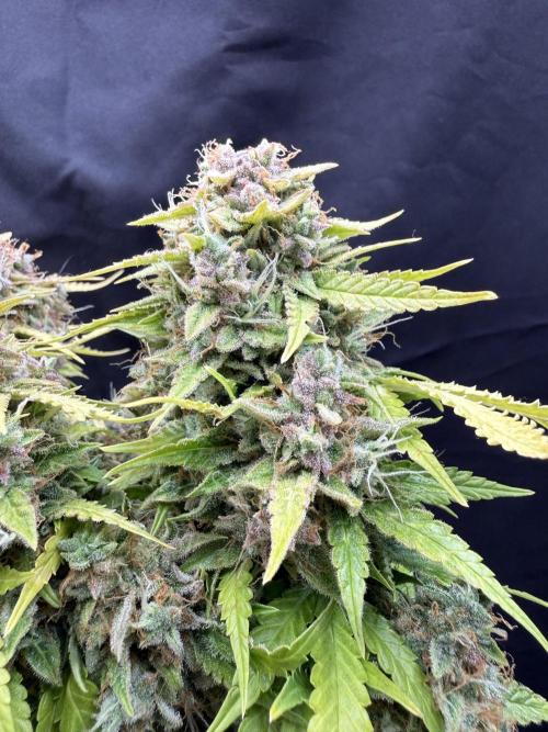 Watemelon Spirit Seeds auto. Week 13