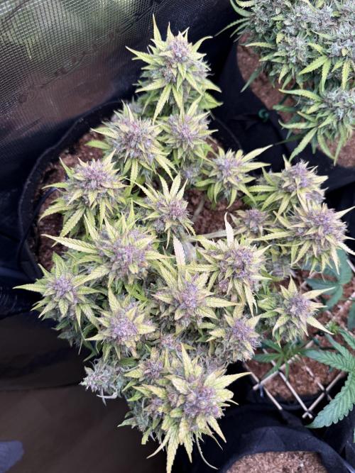 Watemelon Spirit Seeds auto. Week 13