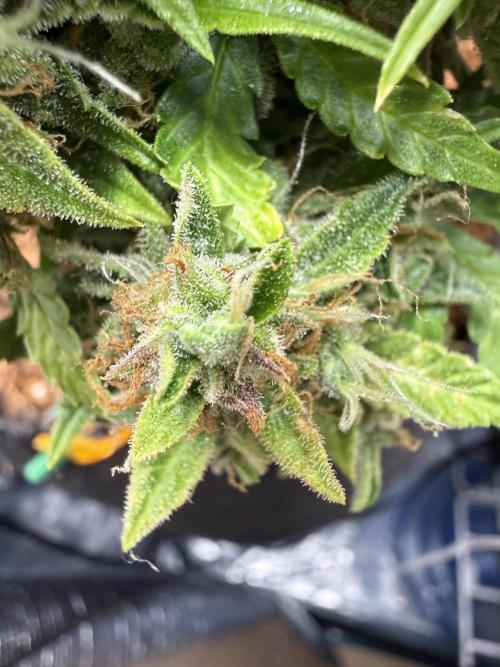 Watemelon Spirit Seeds auto. Week 13