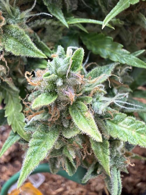 Watemelon Spirit Seeds auto. Week 13