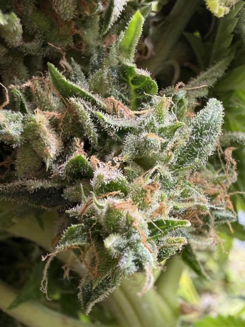 Watemelon Spirit Seeds auto. Week 13