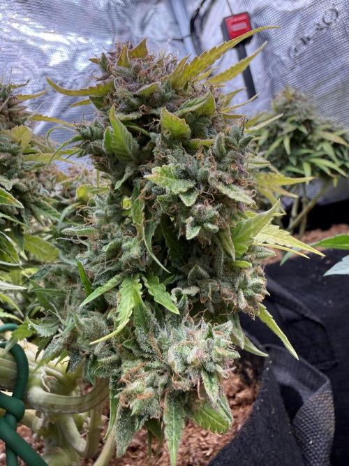 Watemelon Spirit Seeds auto. Week 13
