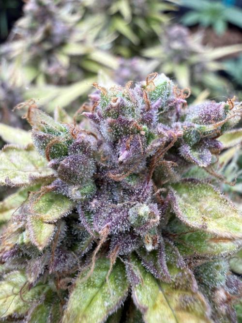 Watemelon Spirit Seeds auto. Week 13