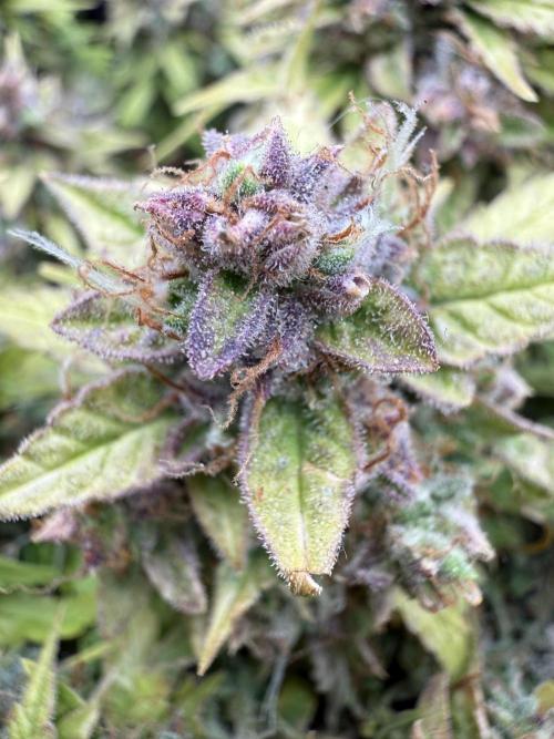 Watemelon Spirit Seeds auto. Week 13