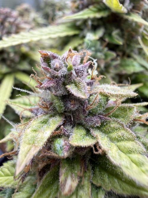 Watemelon Spirit Seeds auto. Week 13