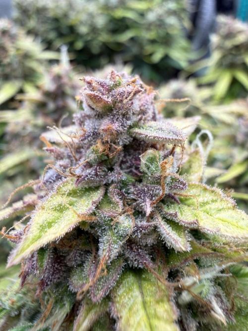 Watemelon Spirit Seeds auto. Week 13