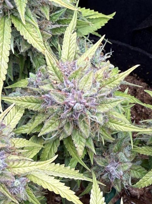 Watemelon Spirit Seeds auto. Week 13