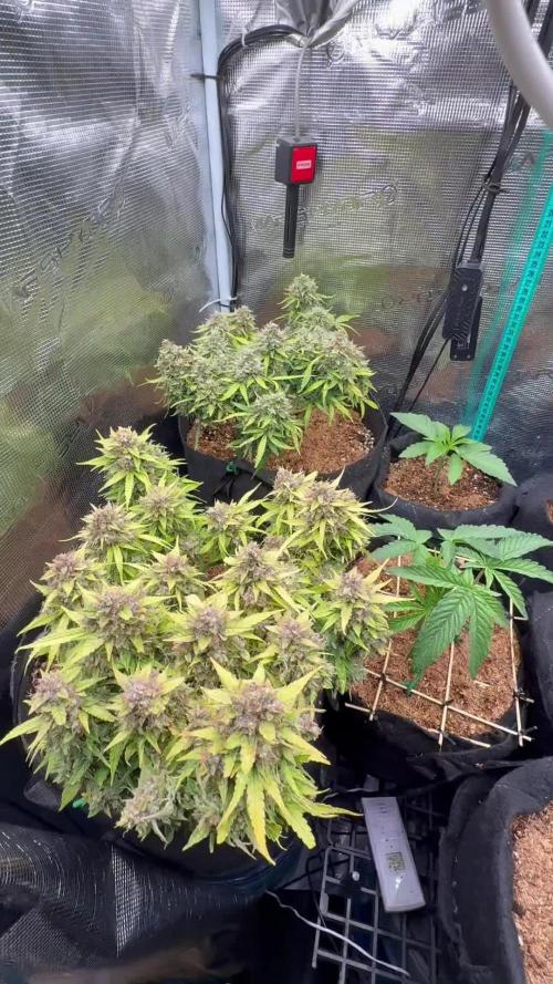 Hasse Grow Box