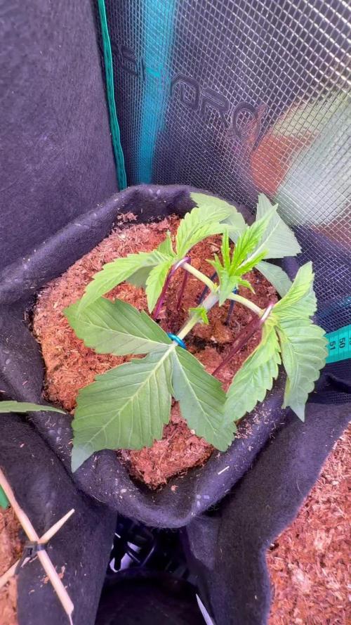 Hasse Grow Box