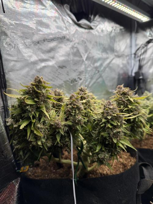 Watemelon Spirit Seeds auto. Week 14