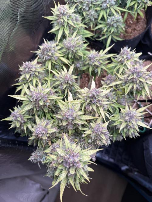 Watemelon Spirit Seeds auto. Week 14