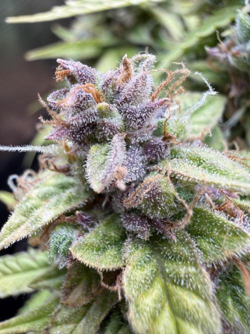 Watemelon Spirit Seeds auto. Week 14