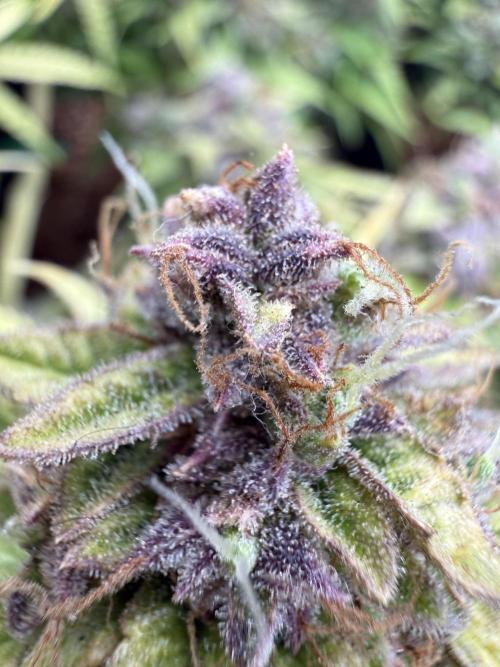 Watemelon Spirit Seeds auto. Week 14