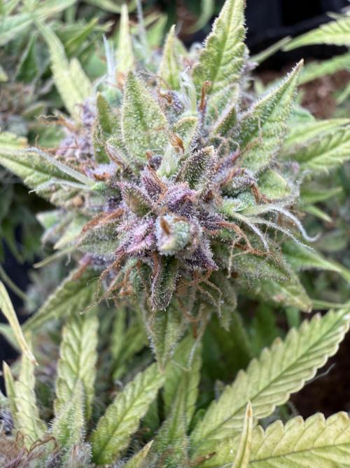 Watemelon Spirit Seeds auto. Week 14