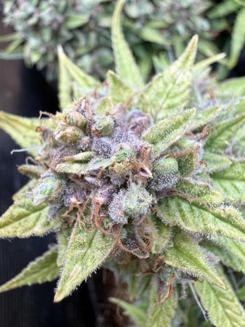 Watemelon Spirit Seeds auto. Week 14
