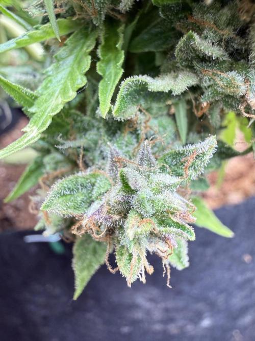 Watemelon Spirit Seeds auto. Week 14