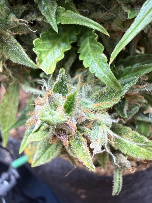 Watemelon Spirit Seeds auto. Week 14