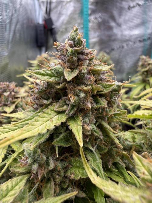 Watemelon Spirit Seeds auto. Week 14