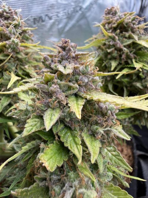 Watemelon Spirit Seeds auto. Week 14