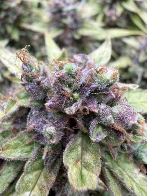 Watemelon Spirit Seeds auto. Week 14